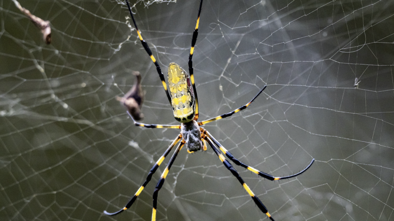 Joro vs. Golden Silk Spider | Mississippi State University